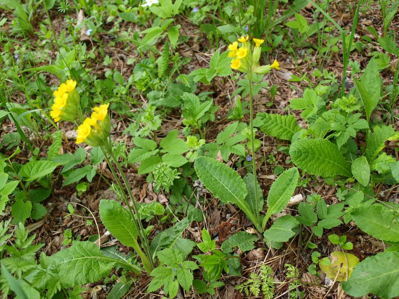 Potentilla alba e Primula veris subsp. suaveolens